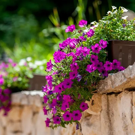 Ranczo Czerwony Mlyn & * Zdow